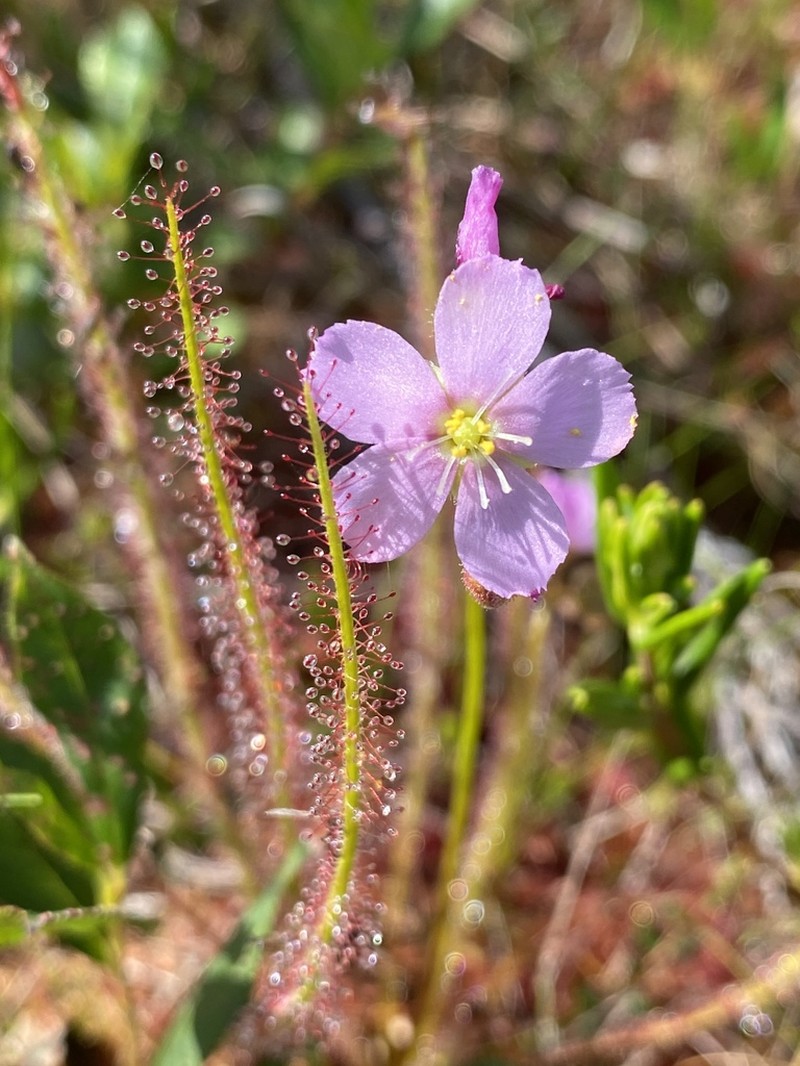 Threadleaf Sundew