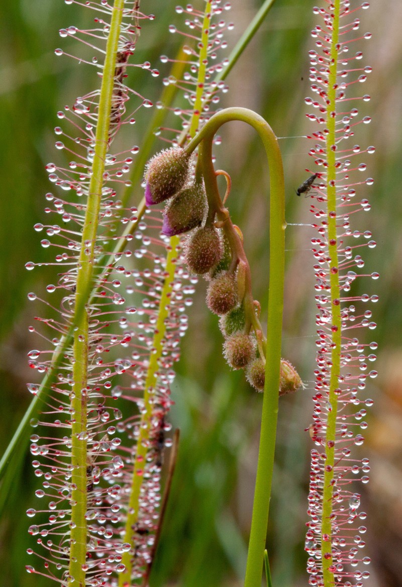 Threadleaf Sundew photo 2