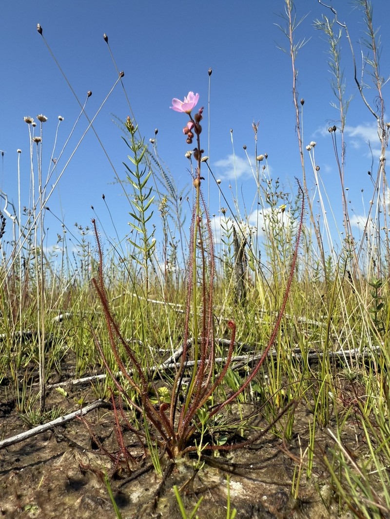 Threadleaf Sundew photo 3