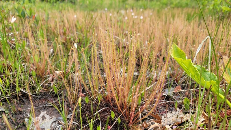 Threadleaf Sundew photo 4