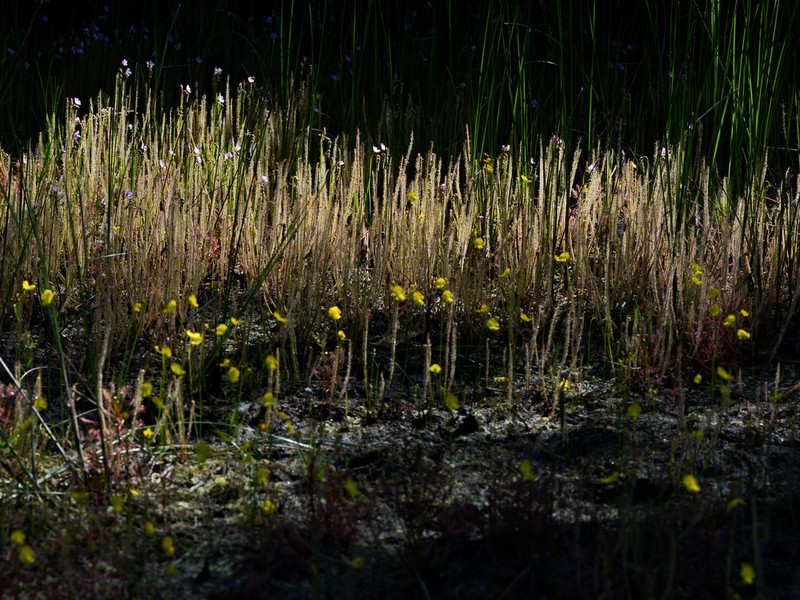 Threadleaf Sundew photo 5