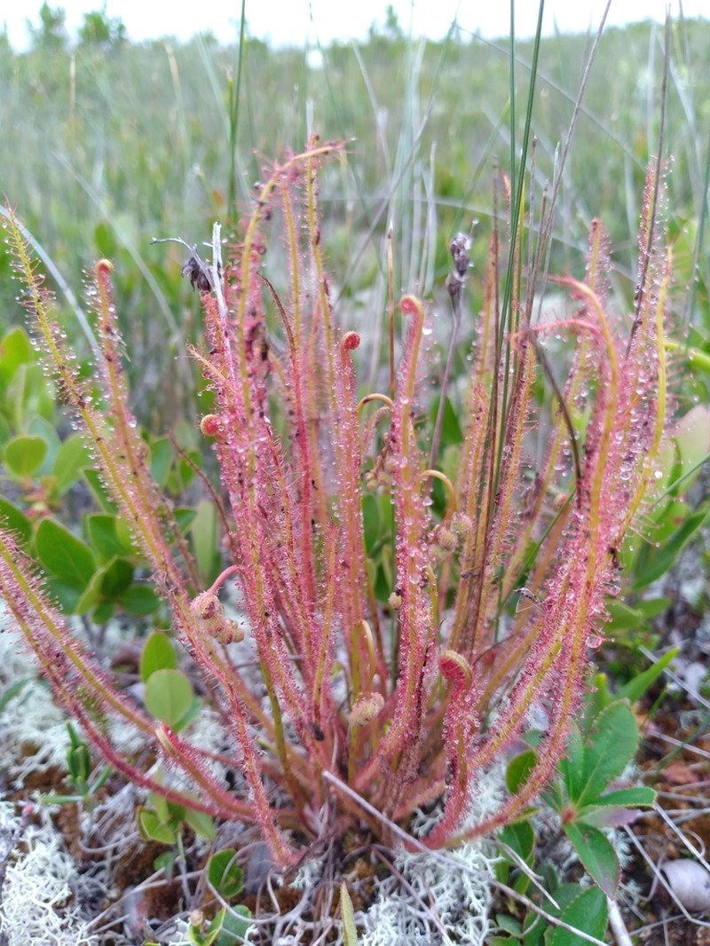 Threadleaf Sundew photo 6