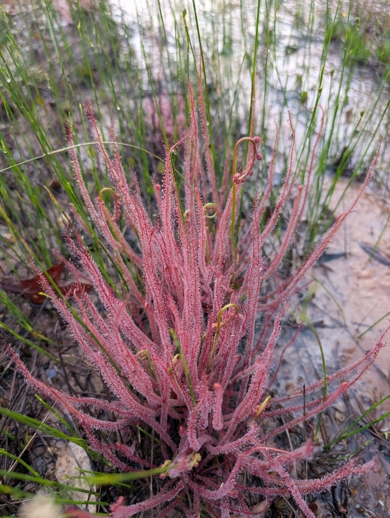 Threadleaf Sundew photo 7