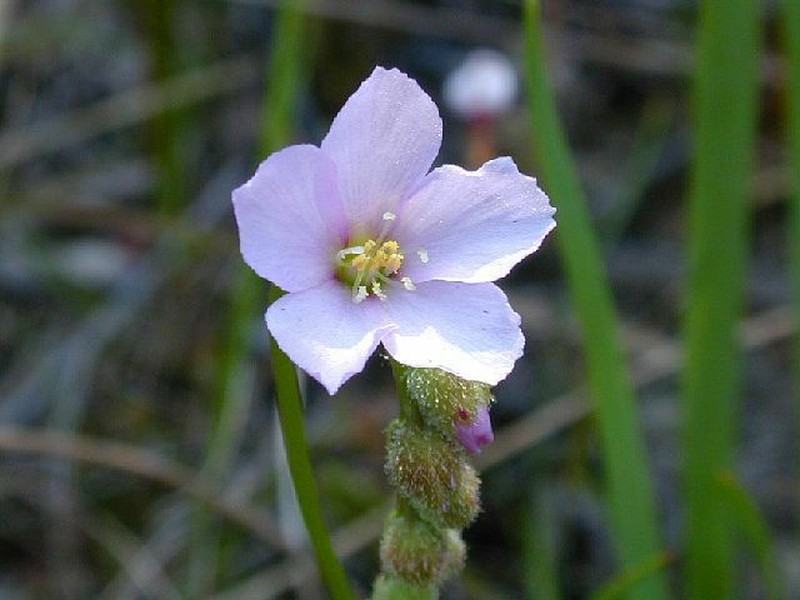 Threadleaf Sundew photo 8