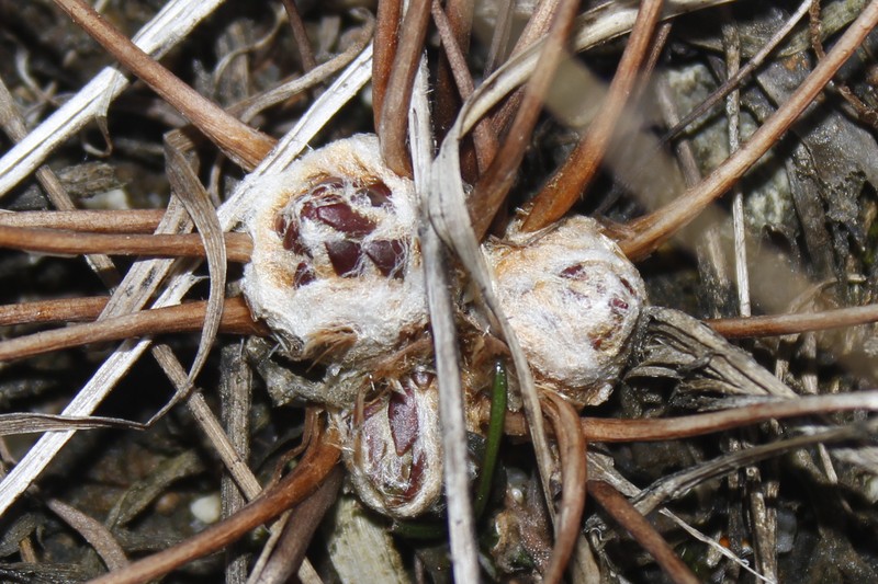 Drosera filiformis var. filiformis