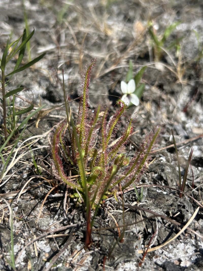 Drosera filiformis var. filiformis photo 3