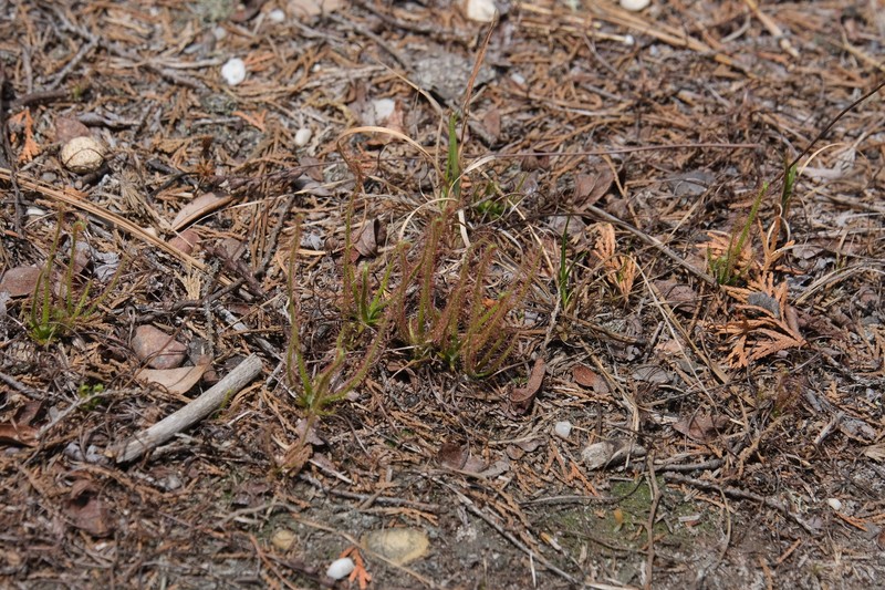Drosera filiformis var. filiformis photo 4