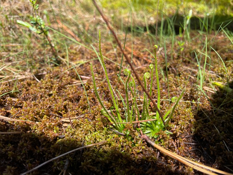 Drosera filiformis var. filiformis photo 5