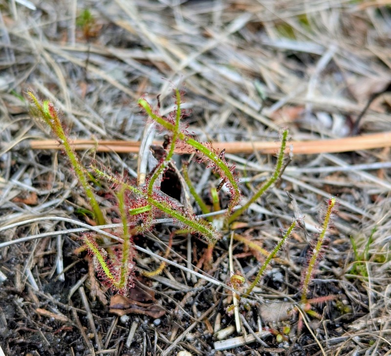 Drosera filiformis var. filiformis photo 6