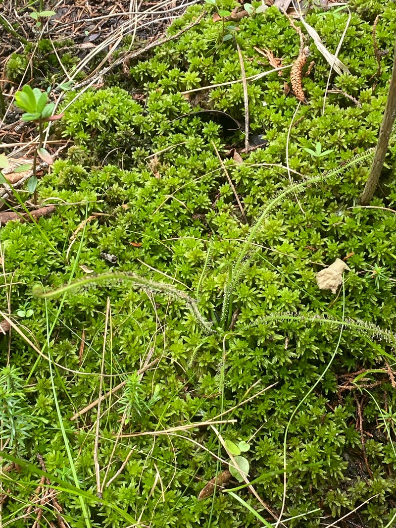 Drosera filiformis var. filiformis photo 7