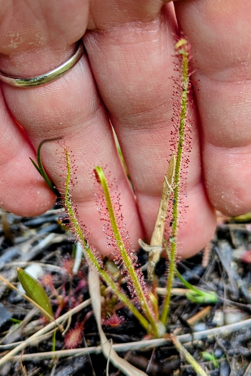 Drosera filiformis var. filiformis photo 8