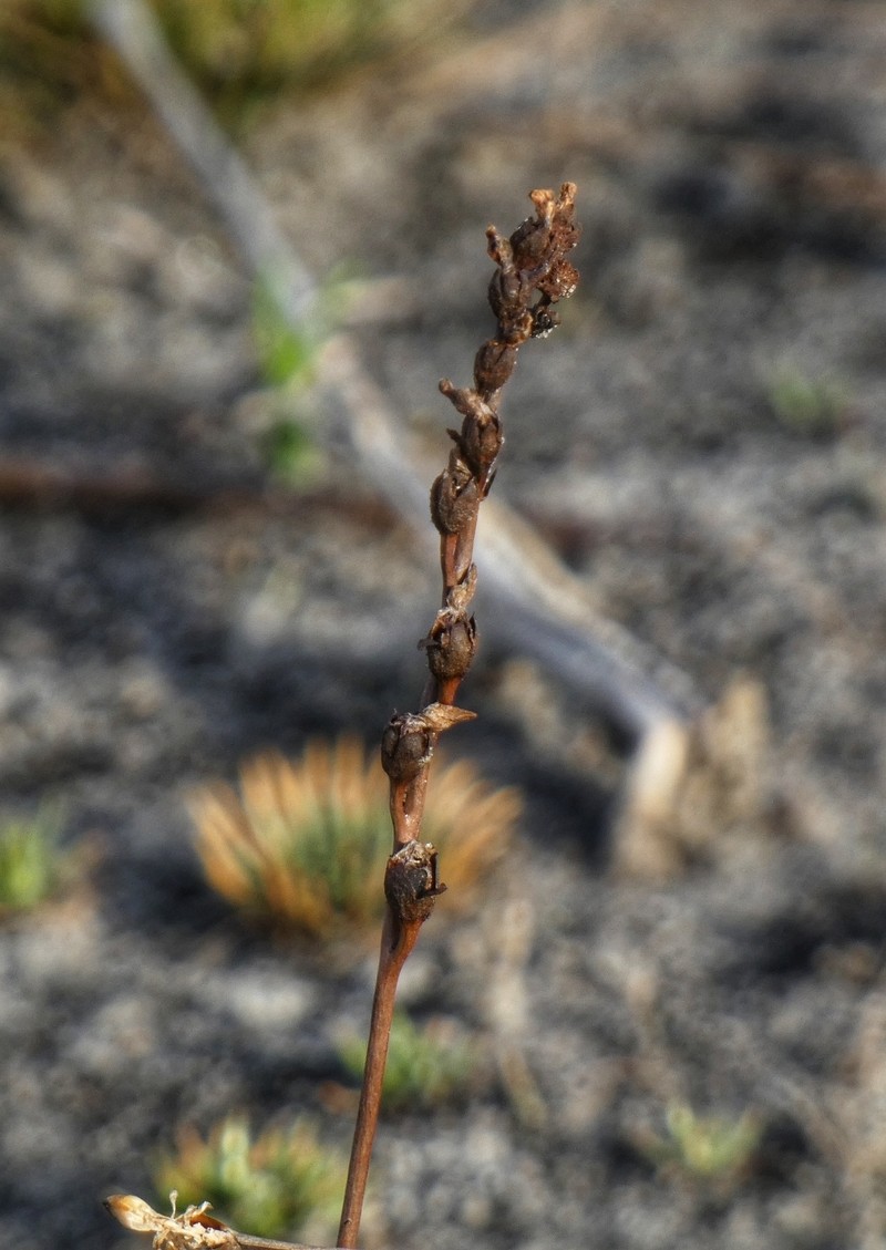 Drosera filiformis var. floridana