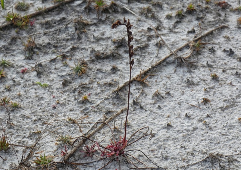 Drosera filiformis var. floridana photo 2