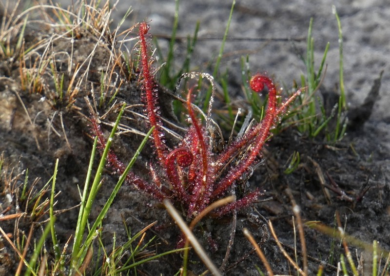 Drosera filiformis var. floridana photo 3