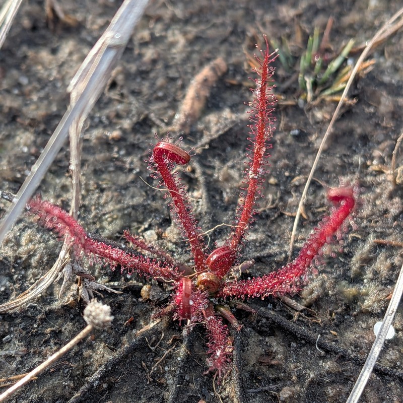 Drosera filiformis var. floridana photo 4