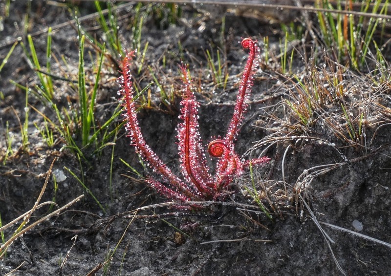 Drosera filiformis var. floridana photo 5