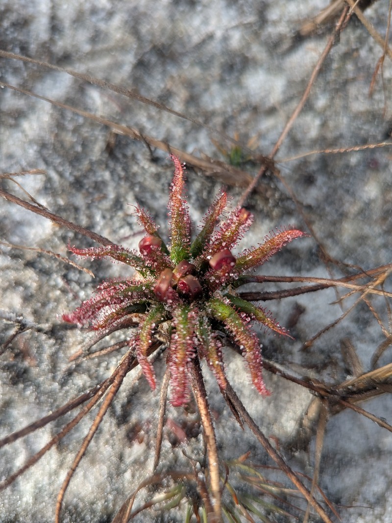 Drosera filiformis var. floridana photo 6