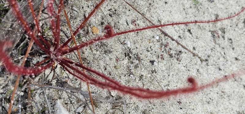 Drosera filiformis var. floridana photo 7