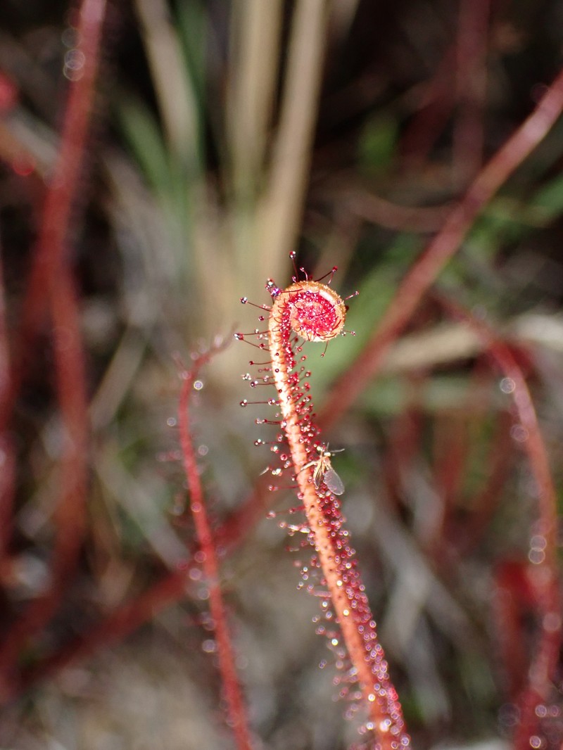Drosera filiformis var. floridana photo 8