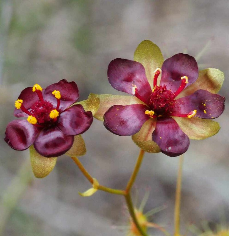 Drosera hortiorum