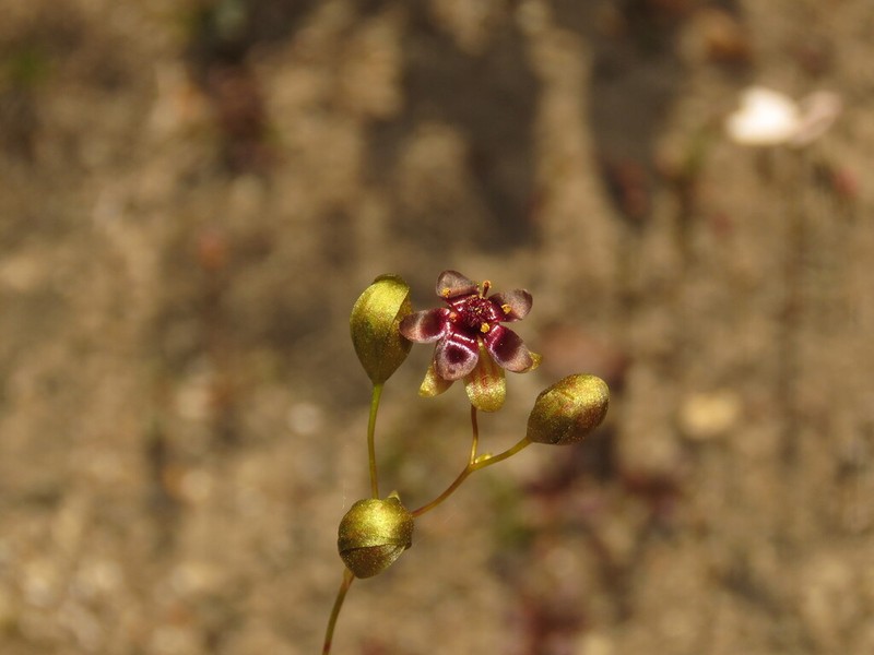 Drosera hortiorum photo 2