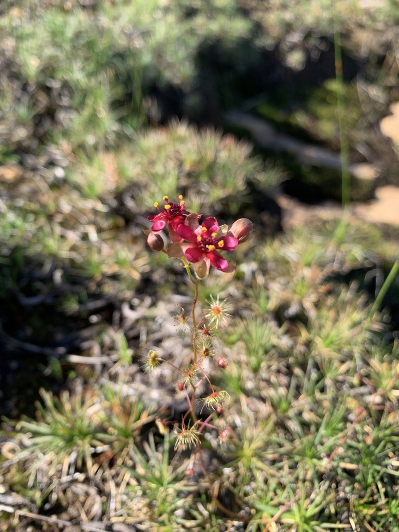 Drosera hortiorum photo 3