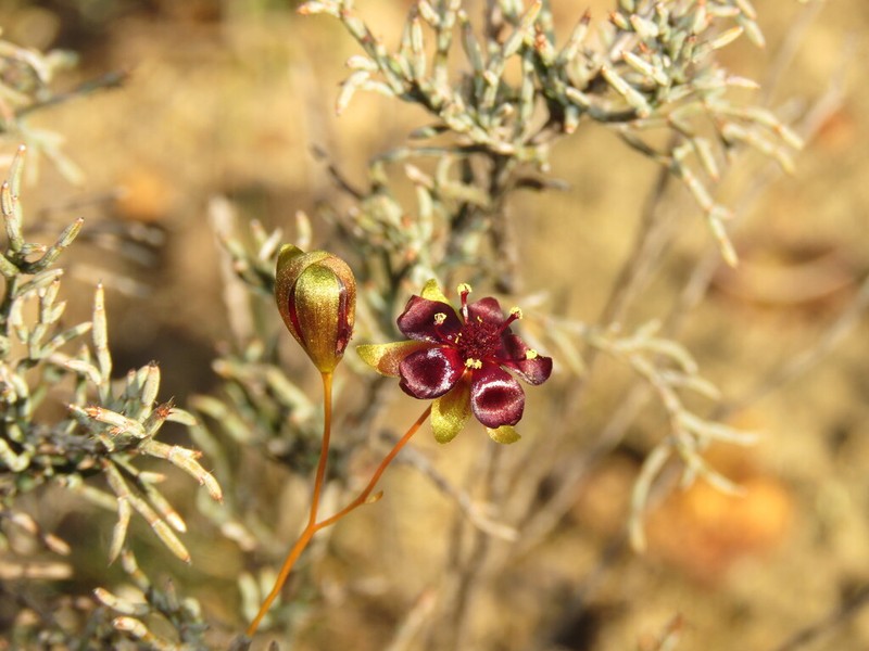 Drosera hortiorum photo 4