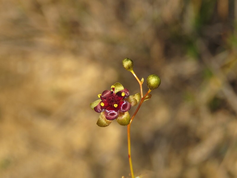 Drosera hortiorum photo 5