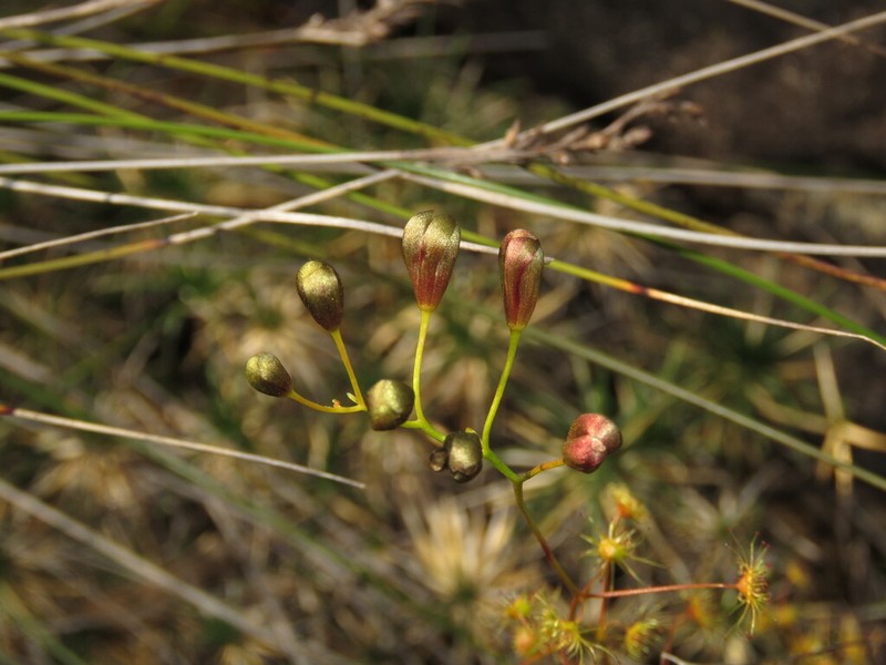 Drosera hortiorum photo 6