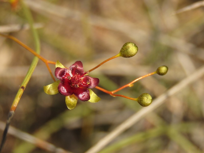 Drosera hortiorum photo 7