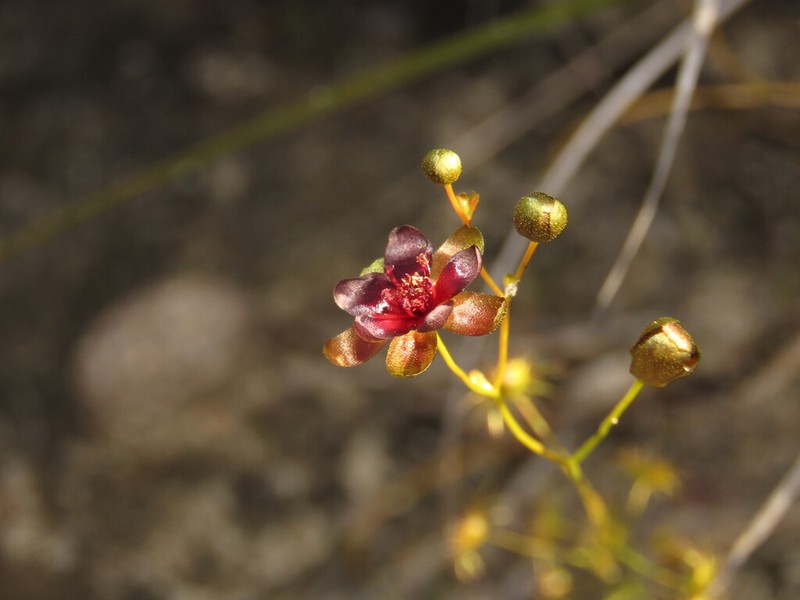 Drosera hortiorum photo 8