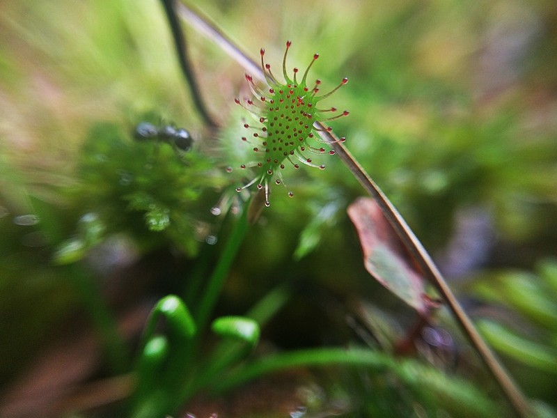 Spoonleaf Sundew