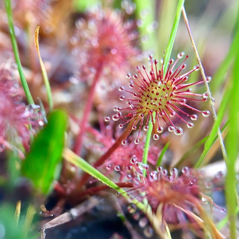Spoonleaf Sundew photo 2