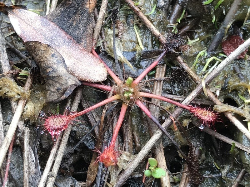 Spoonleaf Sundew photo 3