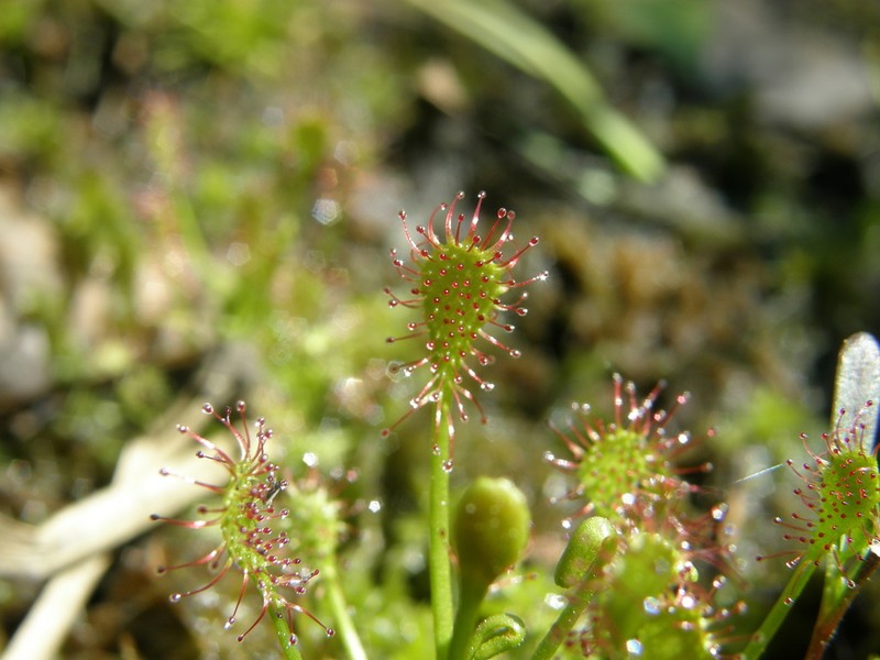 Spoonleaf Sundew photo 4