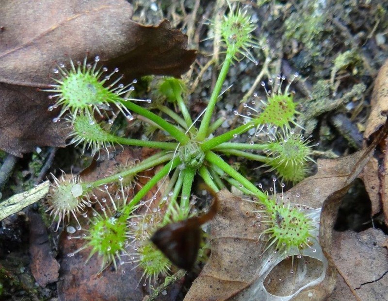 Spoonleaf Sundew photo 5