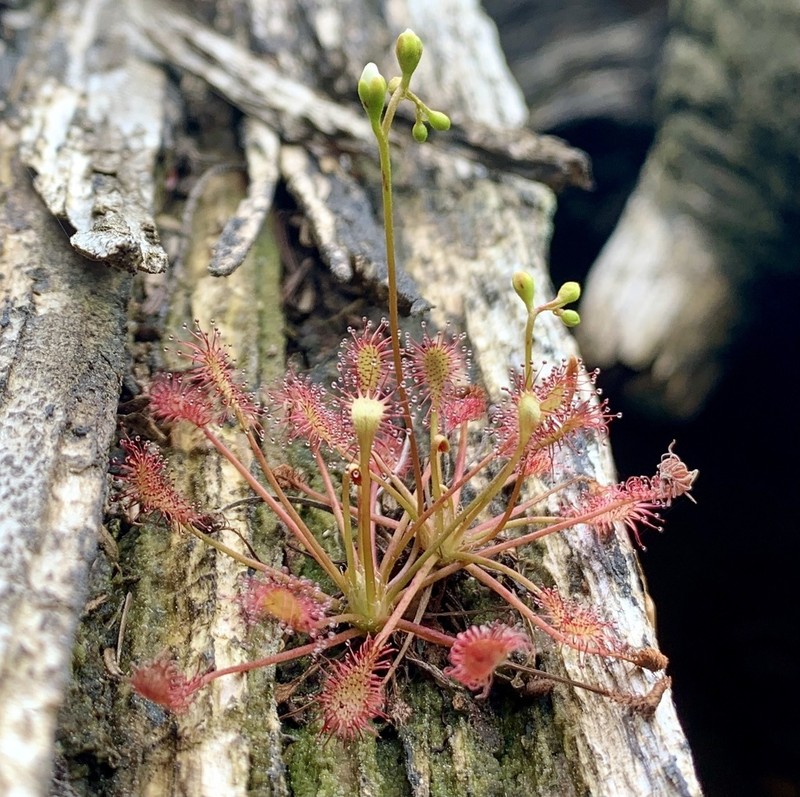 Spoonleaf Sundew photo 6