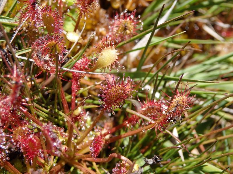 Spoonleaf Sundew photo 7