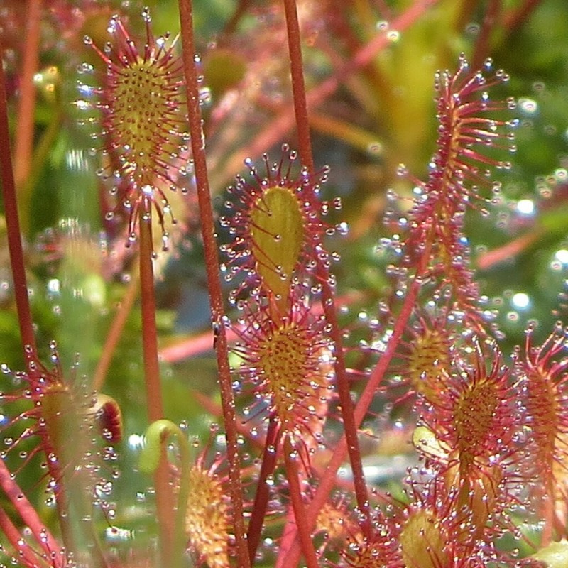 Spoonleaf Sundew photo 8