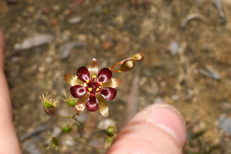 Drosera koikyennuruff