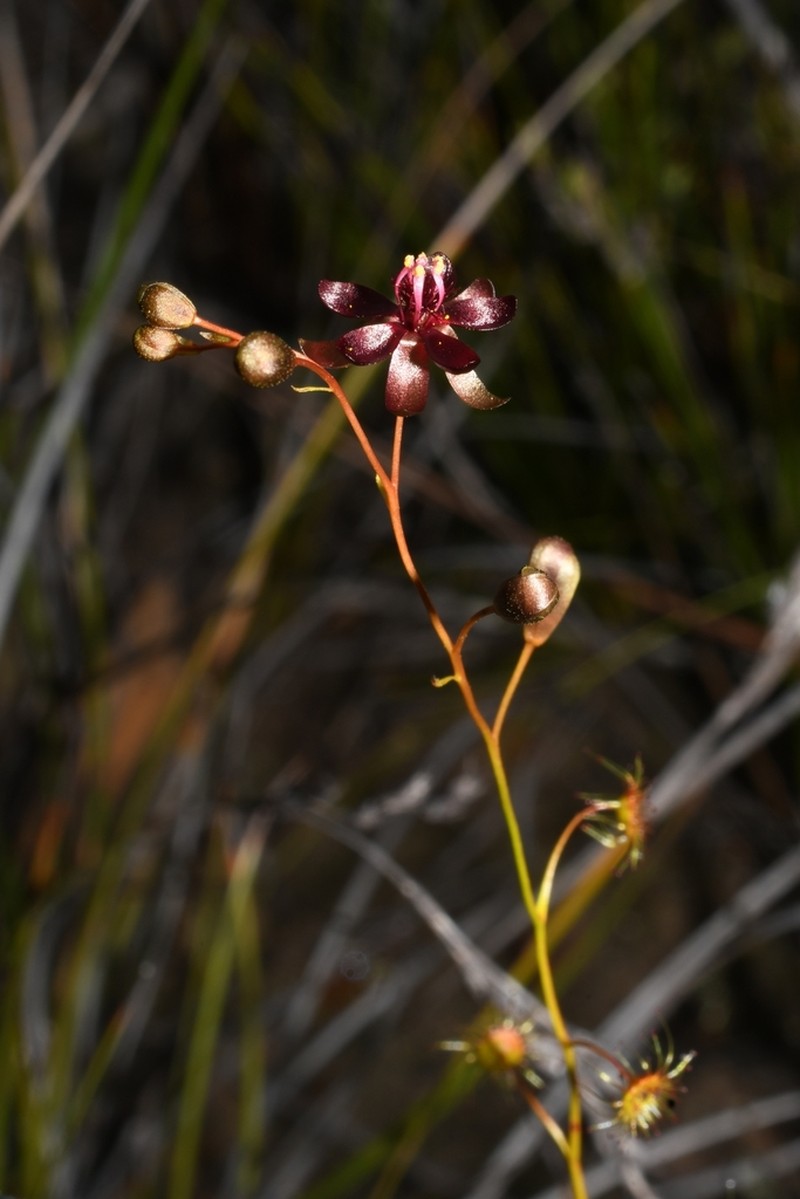 Drosera koikyennuruff photo 2