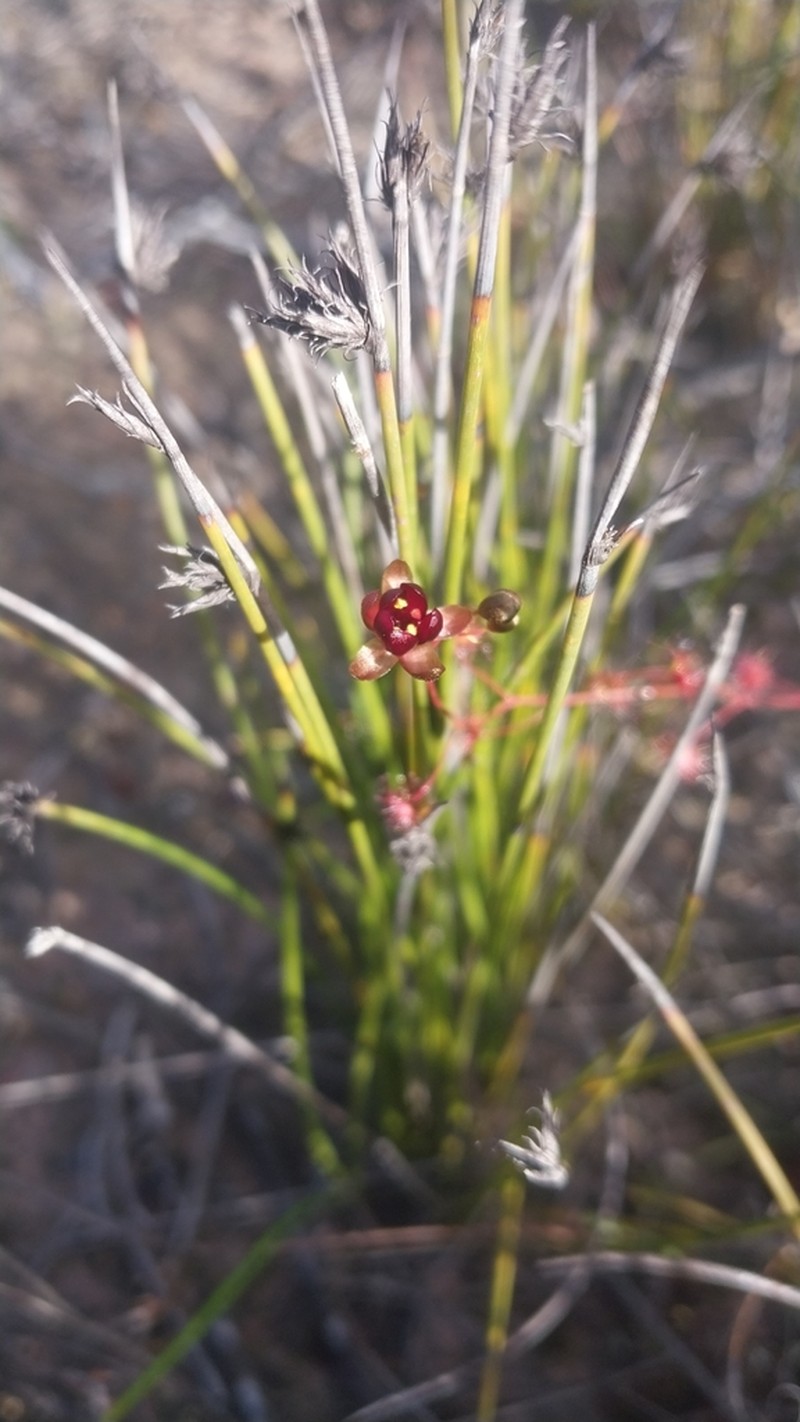 Drosera koikyennuruff photo 3