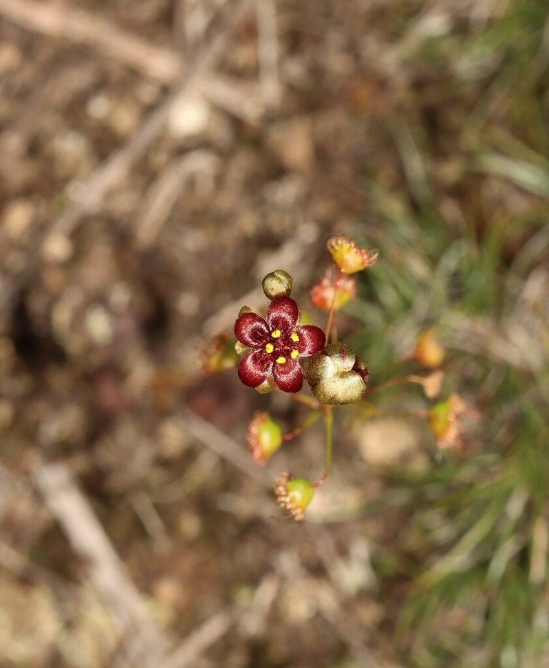 Drosera koikyennuruff photo 4