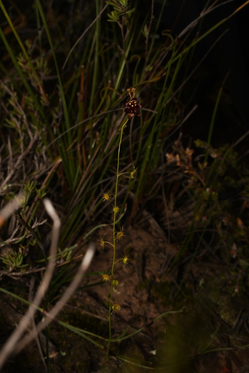 Drosera koikyennuruff photo 6