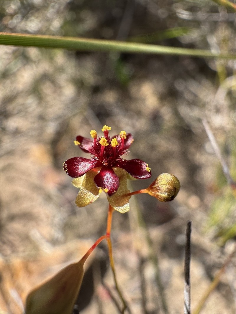 Drosera koikyennuruff photo 7