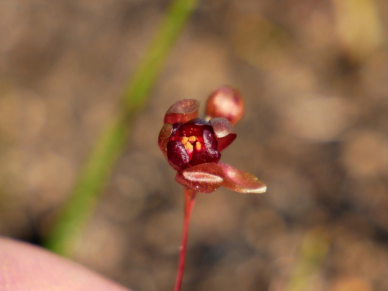 Drosera koikyennuruff photo 8