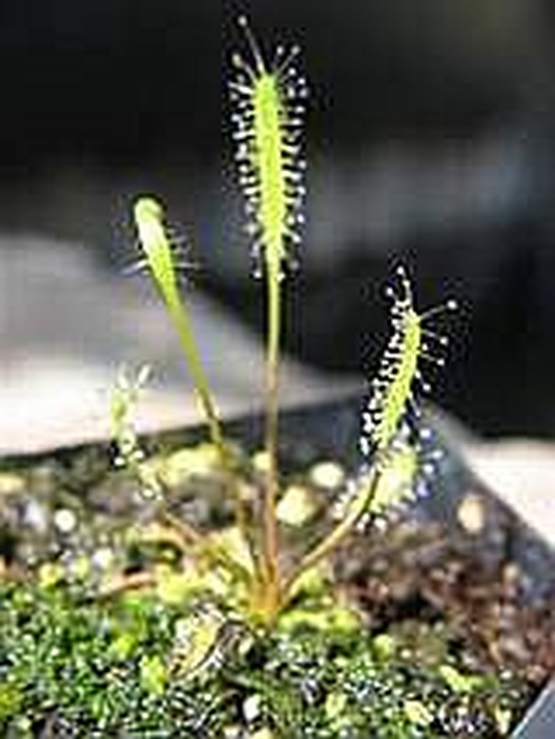 Slenderleaf Sundew