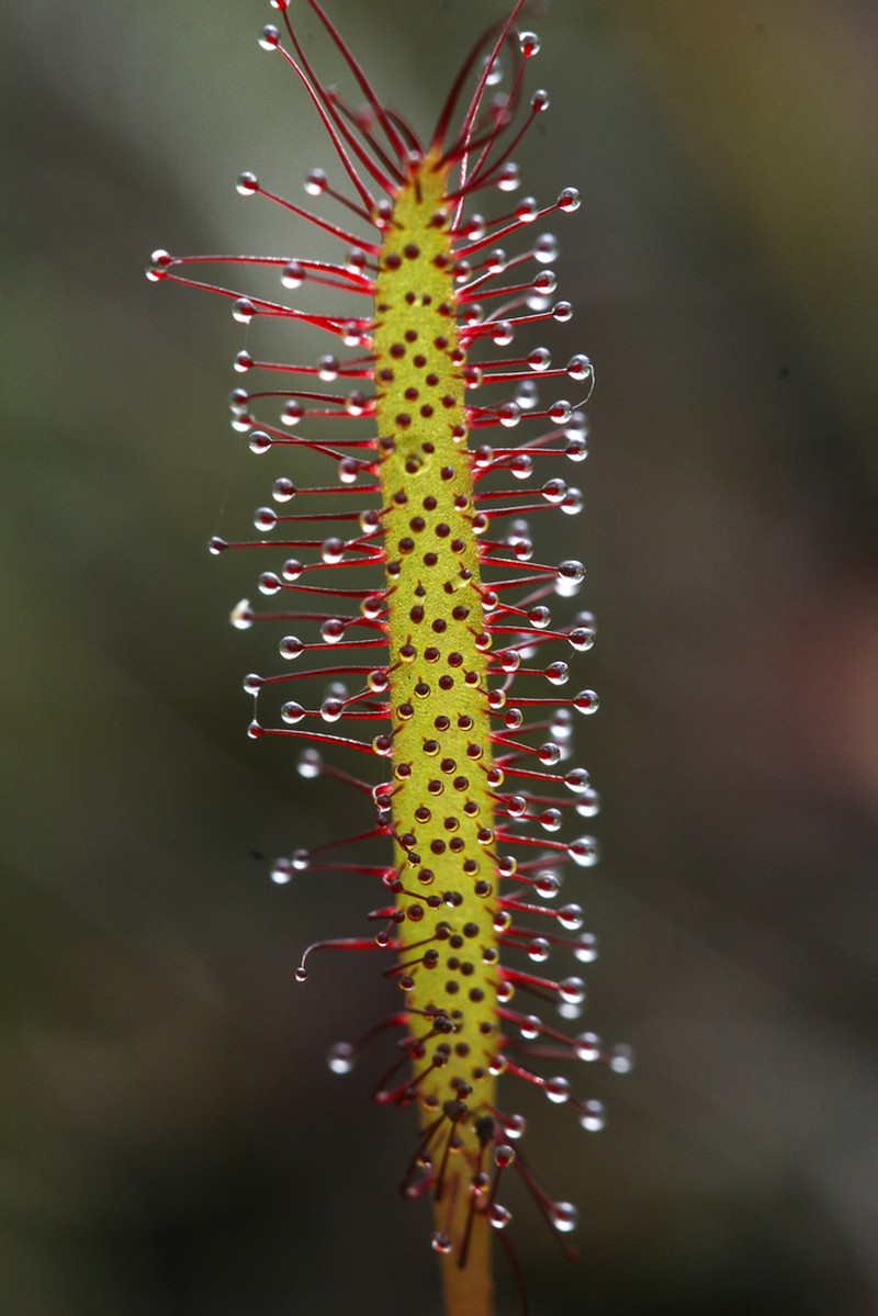 Slenderleaf Sundew