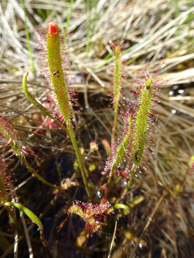 Slenderleaf Sundew photo 2