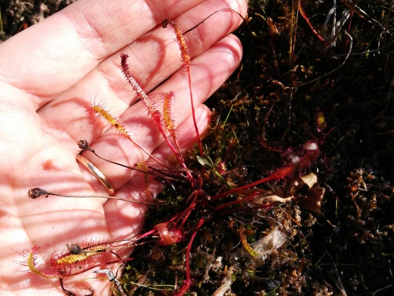 Slenderleaf Sundew photo 3